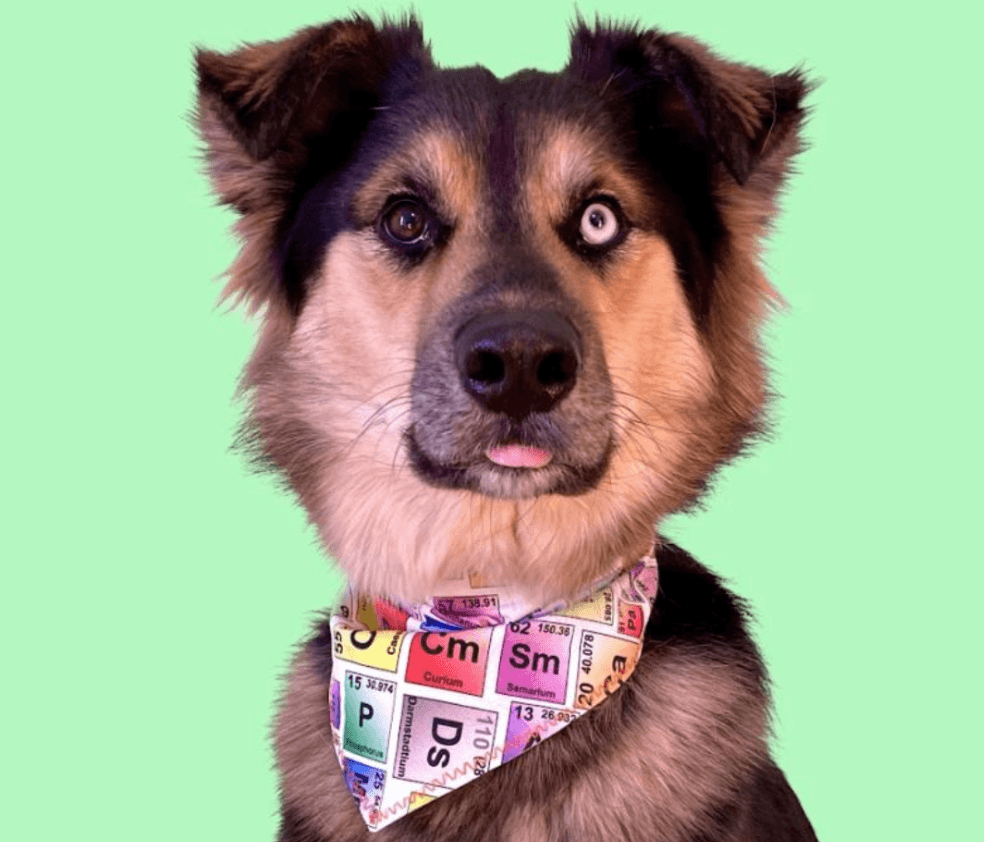 Arbor the Science Dog.