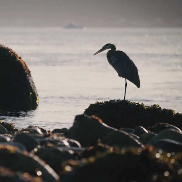 Once we look at how the Swimmer will affect many others, we find the strangest connections.  While the Heron might not depend directly on the salmon for food, indirectly its food source will be threatened as well if the Swimmer disappears.  