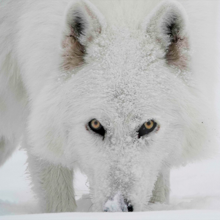 These wolf dogs are truly a cinematic subject matter,  full of solitary beauty. Wild and absolutely intriguing. Shot in natural habitats, and utilizing slow motion we will illustrate not only the allure of these animals, but the problem that they may represent.