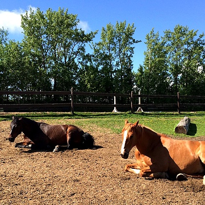 Rocky and Rev, getting their tan on to prepare for their closeups. ;-)