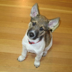 Profile picture of Shaun Cathcart