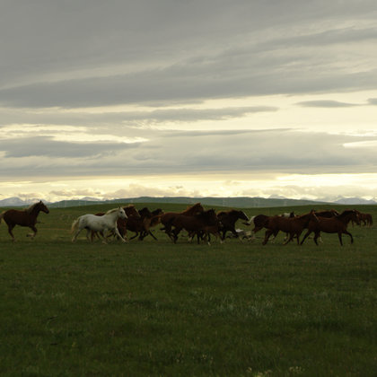 Many horses on the land run-free amongst the open meadows and hills. Property lines don't exist between people and houses on the Piikani reserve, and the horses take full advantage of that. We plan on having the landscape play a large part of the production design.