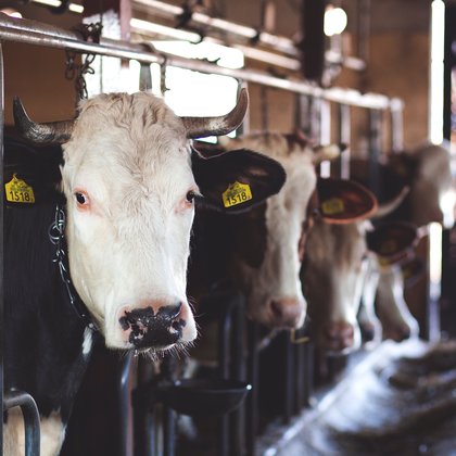 We will be right in the thick of things with the livestock capturing births, feeding, milking, etc. We want to show the struggles and the heart it takes to raise animals in Alberta. This is also difficult work that is very hands on that we feel will help enforce the reality that women farmers are getting their hands dirty and doing the heavy lifting.