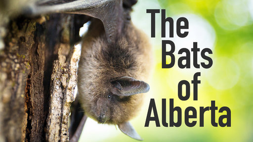 The Bats of Alberta