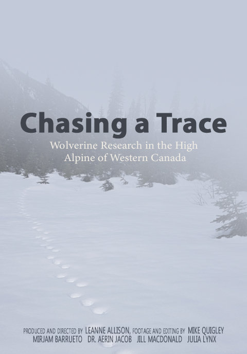 Chasing a Trace