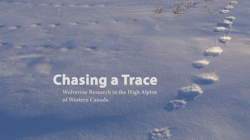 Chasing a Trace