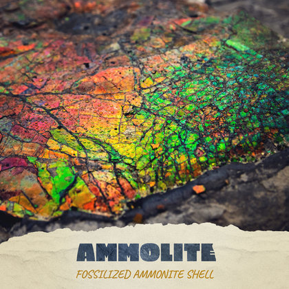 Ammolite is an opal-like organic gemstone found primarily along the eastern slopes of the Rocky Mountains of North America. It is made of the fossilized shells of ammonites. In 1981, ammolite was given official gemstone status by the World Jewellry Confederation (CIBJO), the same year commercial mining of ammolite began.