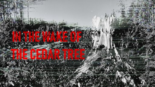 In the Wake of the Cedar Tree