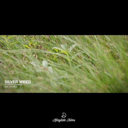 Silver Weed