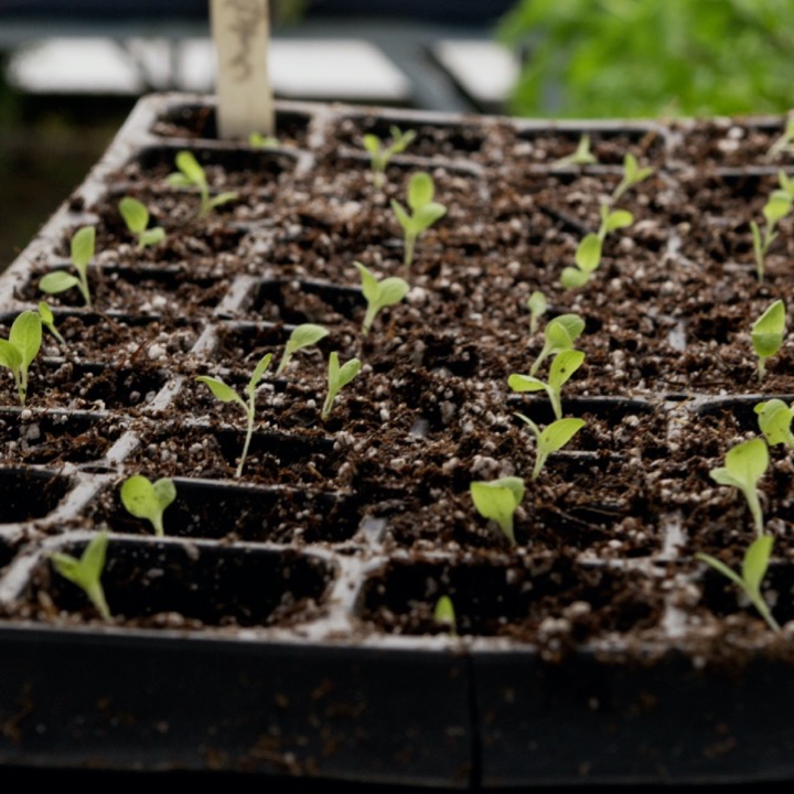 Through creative use of time-lapse and macro photography, we want to use the evolution of the Providence gardens to reflect on the process of emotional and physical healing and reframing. 