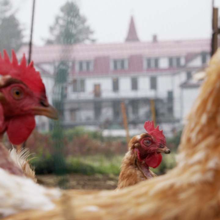 Providence farm is peaceful, but there's a breathless lyricism to the activities that constantly keep things ticking. We want to capture the bustle and emotion of the Providence story through the constant movement of dynamic handheld shots, captured in slow-motion.