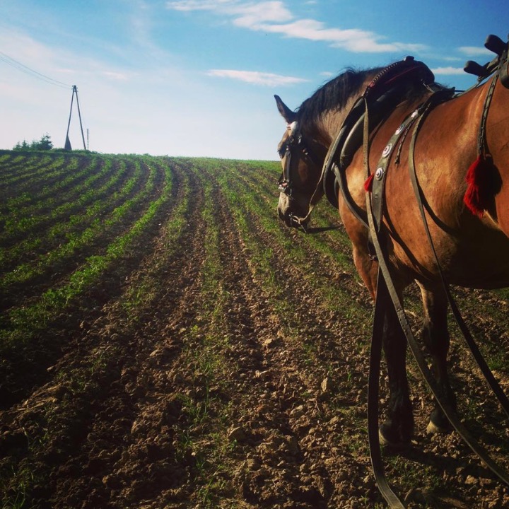 This showcases the vibrance of the story. Blue skies, green fields, beautiful animals, beautiful landscapes, our entire local ecosystem here in Calgary. It brings people into nature and connects them to what nourishes us. 