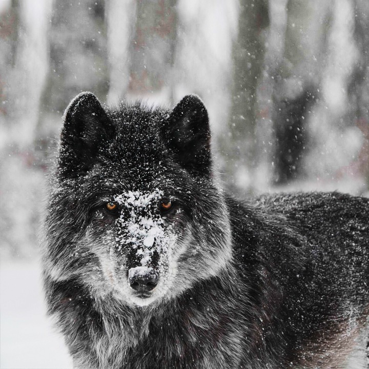 These high content wolf-dogs genetics are so close to the wild, that they could pass for real wolves from the area. Filming them on location in their sanctuary, will create powerful emotive imagery that will help drive the interview narrative.