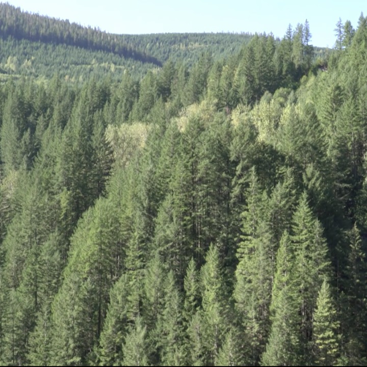 The trees surrounding the Castlegar community, shows the vastness of Helen's area and the home to many of our wildlife community members. 